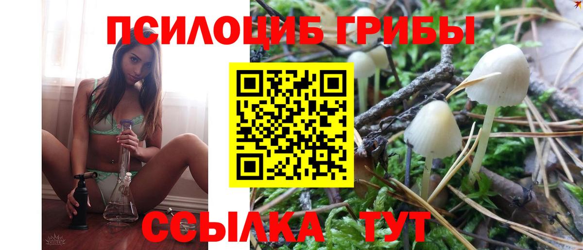закладки  Псилоцибиновые грибы прущие грибы  Гуково  Псилоцибиновые грибы Psilocybe 